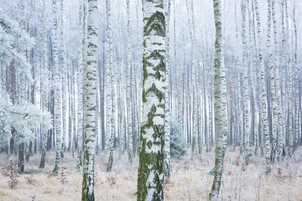 Forêt de bouleaux congelés — Photo