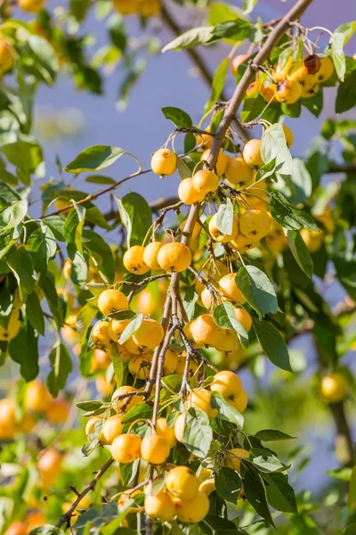 Crabapple golden hornet stok fotoğraflar | Crabapple golden hornet