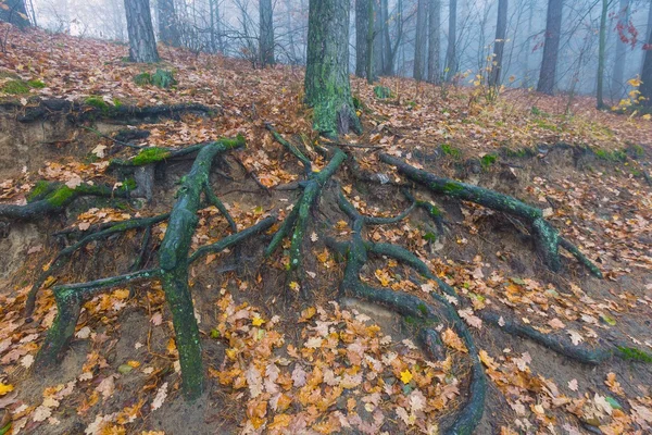 Forêt brumeuse automnale — Photo