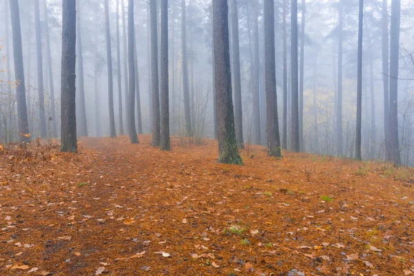 Herbstlich nebliger Wald — Stockfoto
