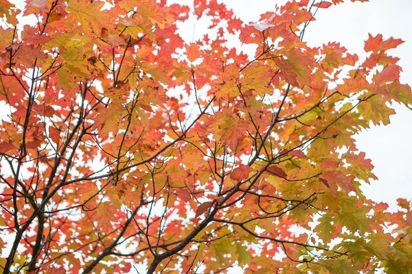 Autumn colorful leaves — Stock Photo, Image