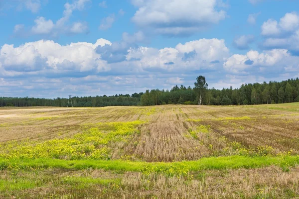Rural landscape — Stock Photo, Image