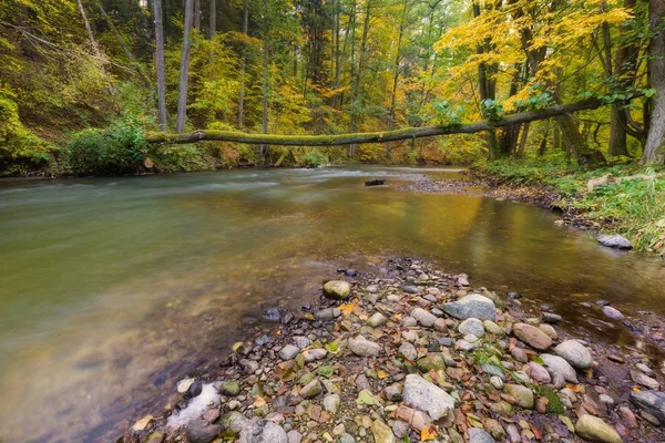 Beautiful river in forest — Stock Photo, Image