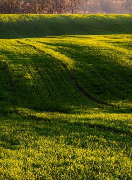 Campo verde nella luce del mattino — Foto Stock