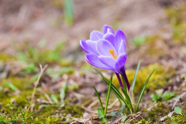 çiğdemler çiçekler 