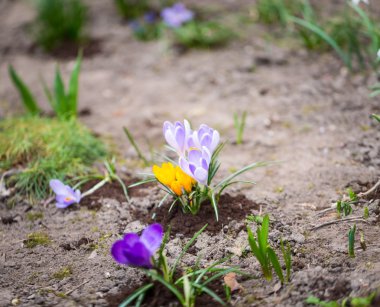 çiğdemler çiçekler 