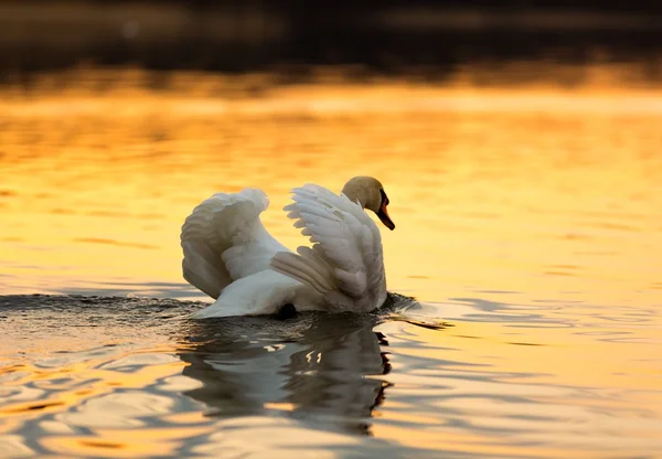 Swan on sunset lake — Stock Photo, Image