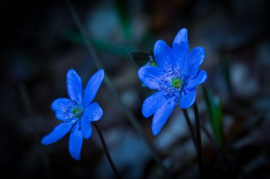 Liverworts çiçek