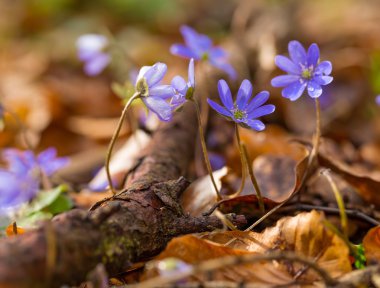 Liverworts çiçek