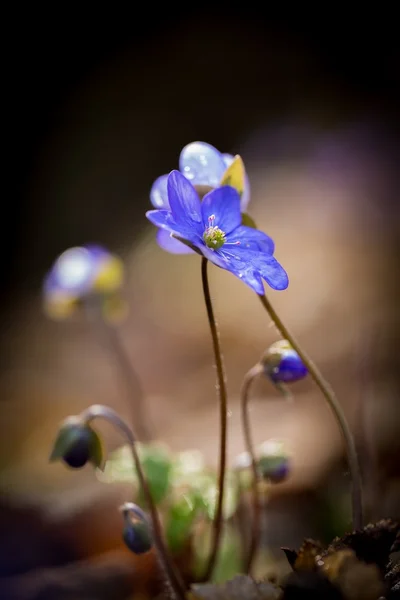 Flores de hepáticas — Fotografia de Stock