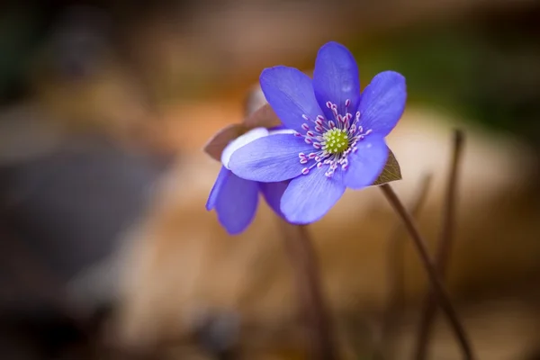 Kwiaty liverworts — Zdjęcie stockowe