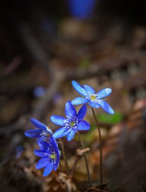 Springtime liverworts in close up clipart