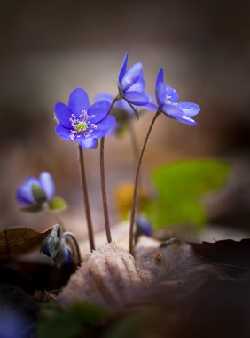 Bahar liverworts yakın çekim