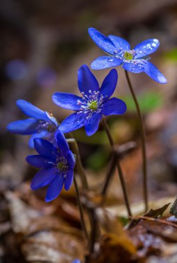 Bahar liverworts yakın çekim