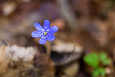 Bahar liverworts yakın çekim