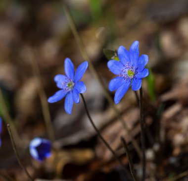 Bahar liverworts yakın çekim