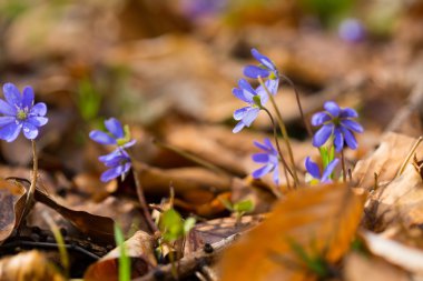 Bahar liverworts yakın çekim