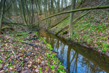 Bahar ormandaki küçük nehir