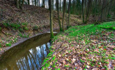 Bahar ormandaki küçük nehir