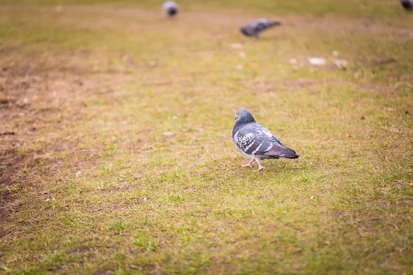 Çimenlerin üzerinde oturan Pidgeon — Stok fotoğraf