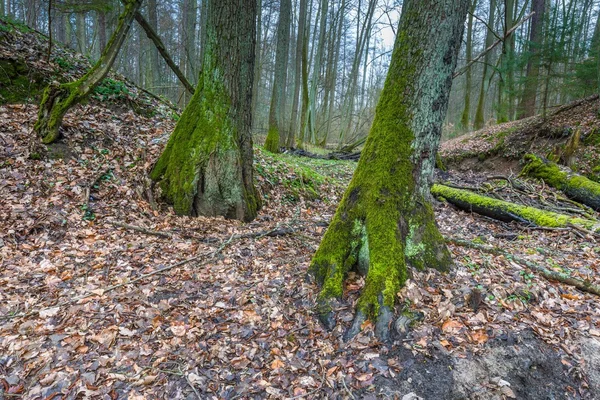 Lesní mokřady jarní — Stock fotografie