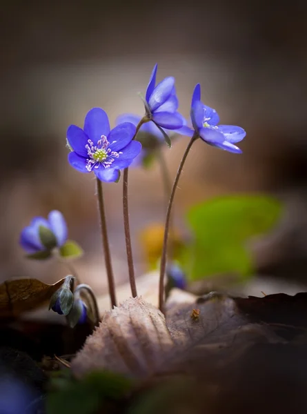 I fegati primaverili in primo piano — Foto Stock