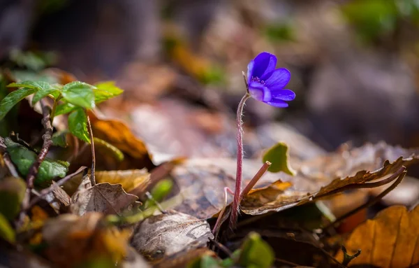 I fegati primaverili in primo piano — Foto Stock