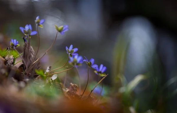 I fegati primaverili in primo piano — Foto Stock