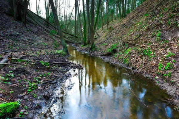 Liten flod i springtime skog — Stockfoto