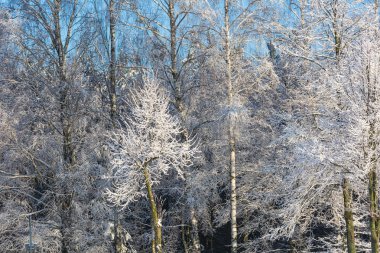 Ağaçların dalları kar kaplı