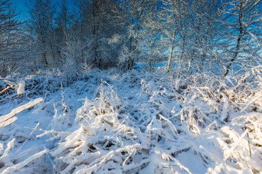 Kar altında bitkileri ile manzara