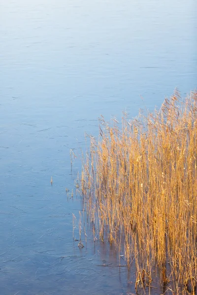 Lac gelé avec roseaux sur le rivage — Photo