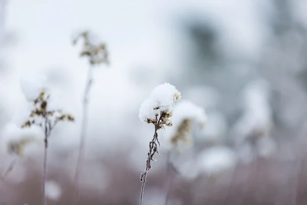 枯萎的植物在雪下 — 图库照片