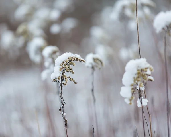 Plantas secas sob neve — Fotografia de Stock