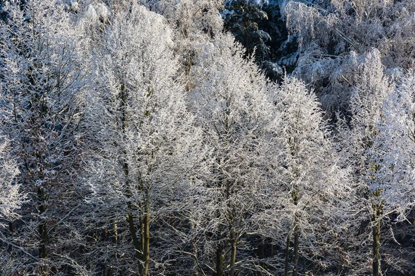 Snow covered trees branches — Stock Photo, Image