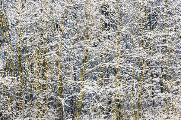 Sneeuw bedekt takken van bomen — Stockfoto