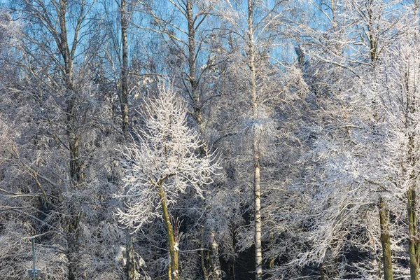 Árboles cubiertos de nieve ramas —  Fotos de Stock