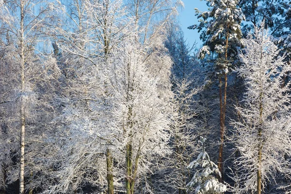 Arbres couverts de neige branches — Photo