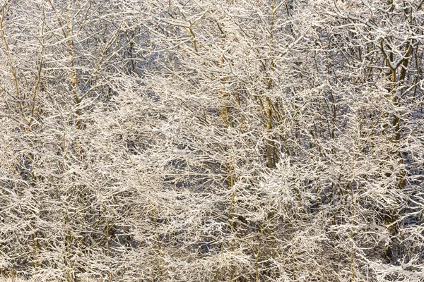 Sneeuw bedekt takken van bomen — Stockfoto