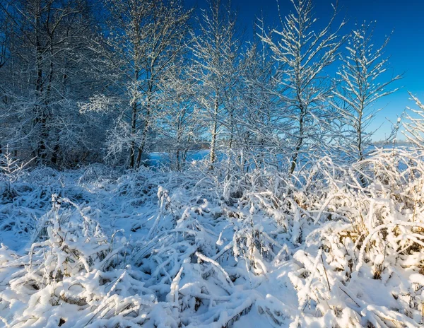 Landscape with plants under snow — Stock Photo, Image