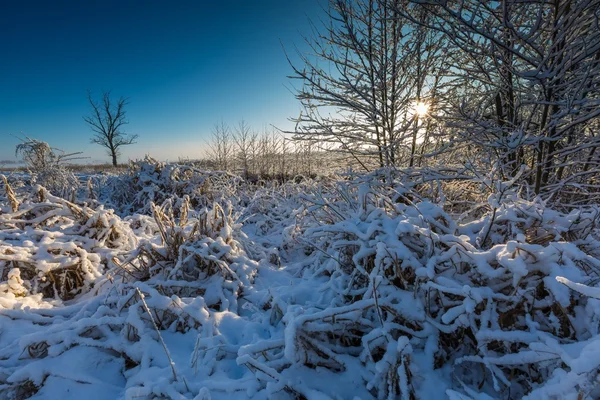 Landscape with plants under snow — Stock Photo, Image