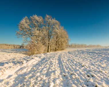 Güneş tarım alanı üzerinde.