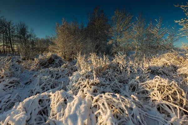 Пейзаж з рослинами під снігом — стокове фото