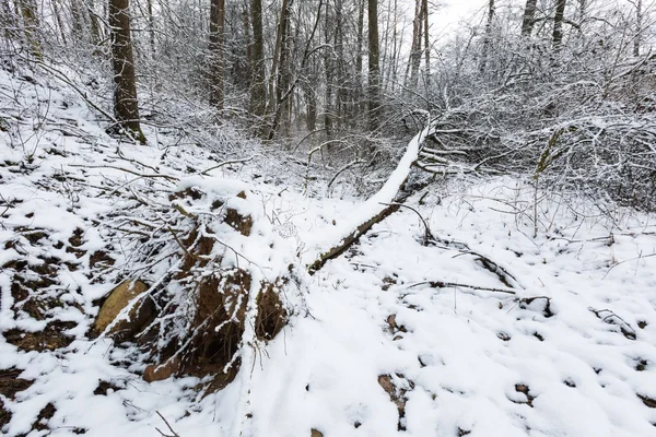 Paisaje con plantas bajo la nieve —  Fotos de Stock