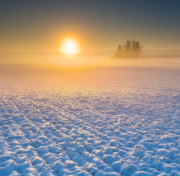 Beautiful winter field landscape. — Stock Photo, Image