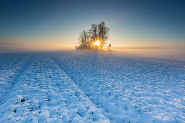 Krásná Zimní krajina pole. — Stock fotografie