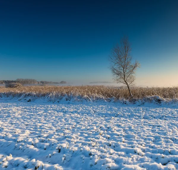 Hermoso paisaje de campo de invierno . — Foto de Stock