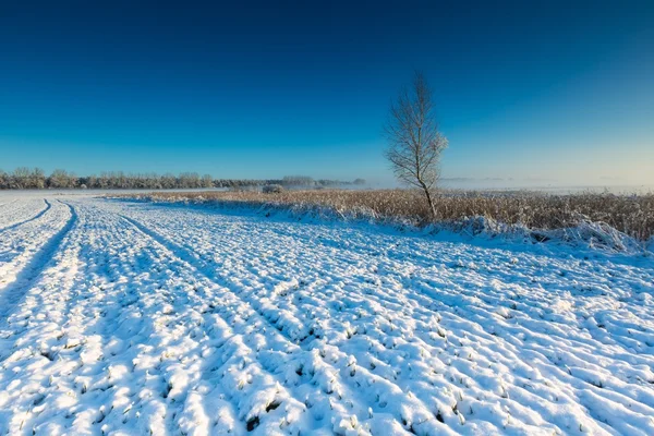 Bellissimo paesaggio campo invernale . — Foto Stock