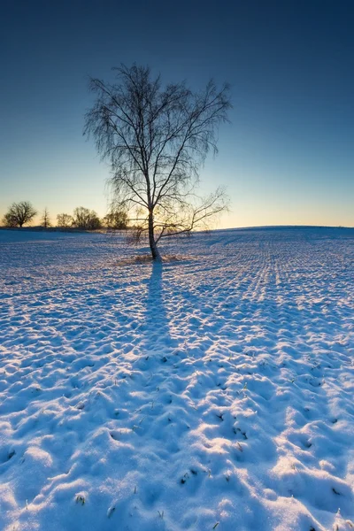 Beautiful winter field landscape. — Stock Photo, Image