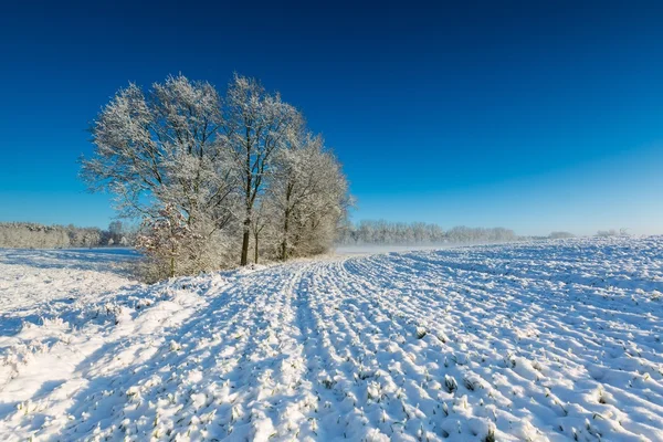 Bonita paisagem campo de inverno . — Fotografia de Stock